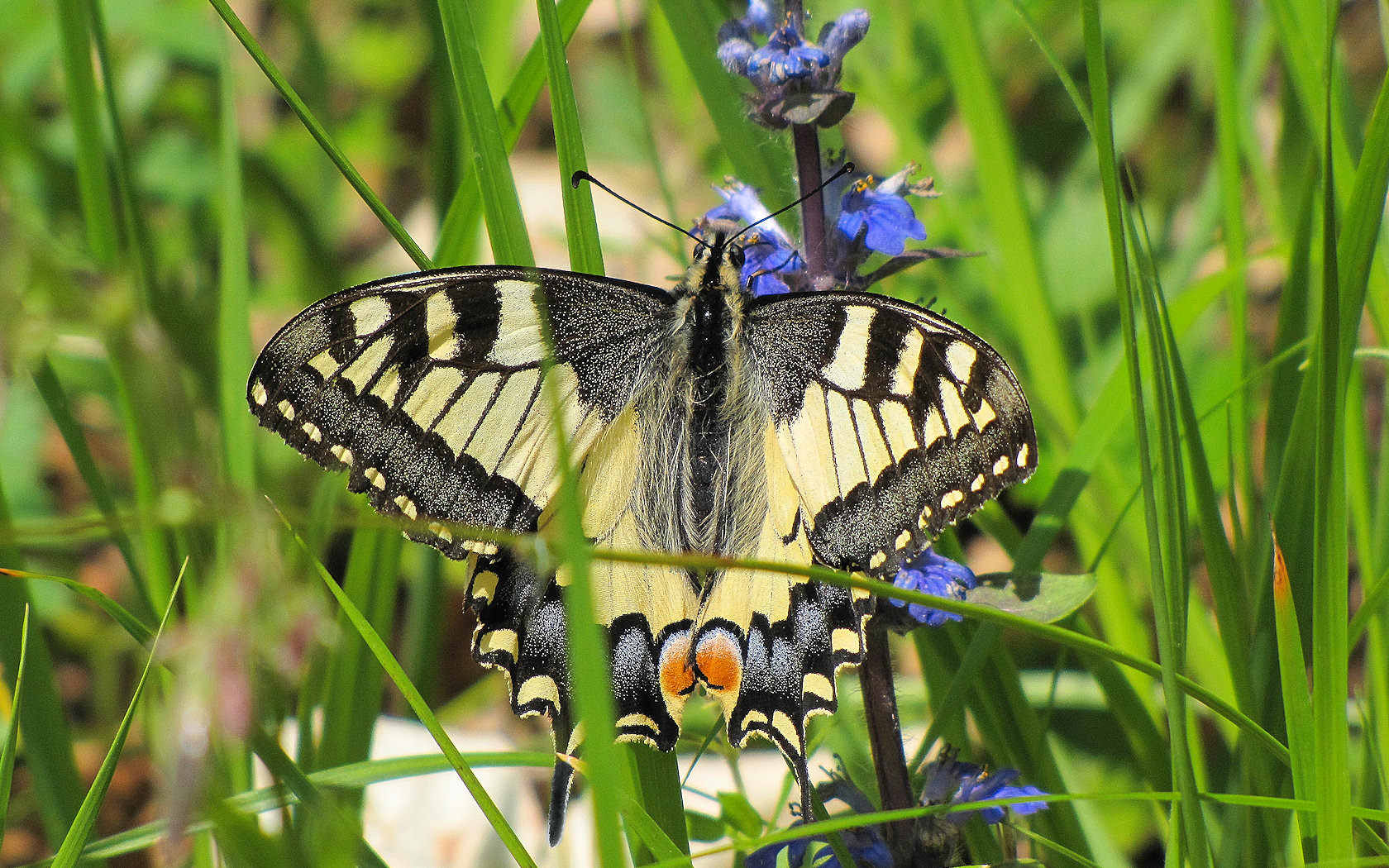 Papilio Machaon, the Queen
